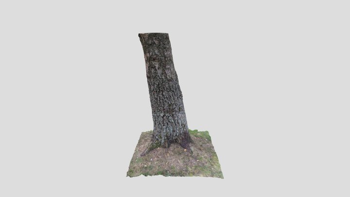 Nordic Pine trunk 3D Model