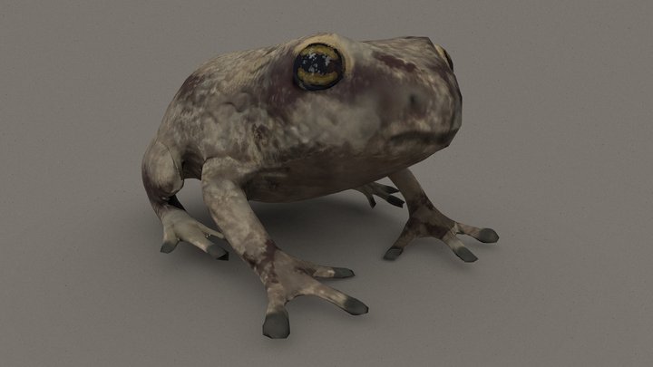 Desert Rainfrog 3D Model