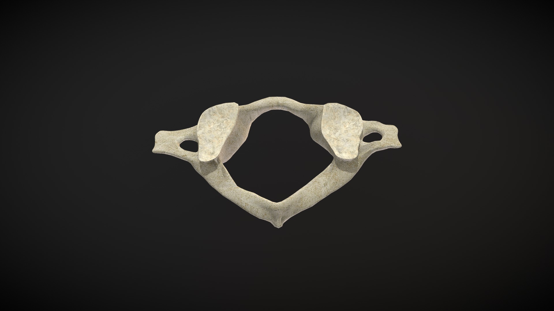 3D model Vertebra Atlas / Atlas vertebrae - This is a 3D model of the Vertebra Atlas / Atlas vertebrae. The 3D model is about a skull with a black background.
