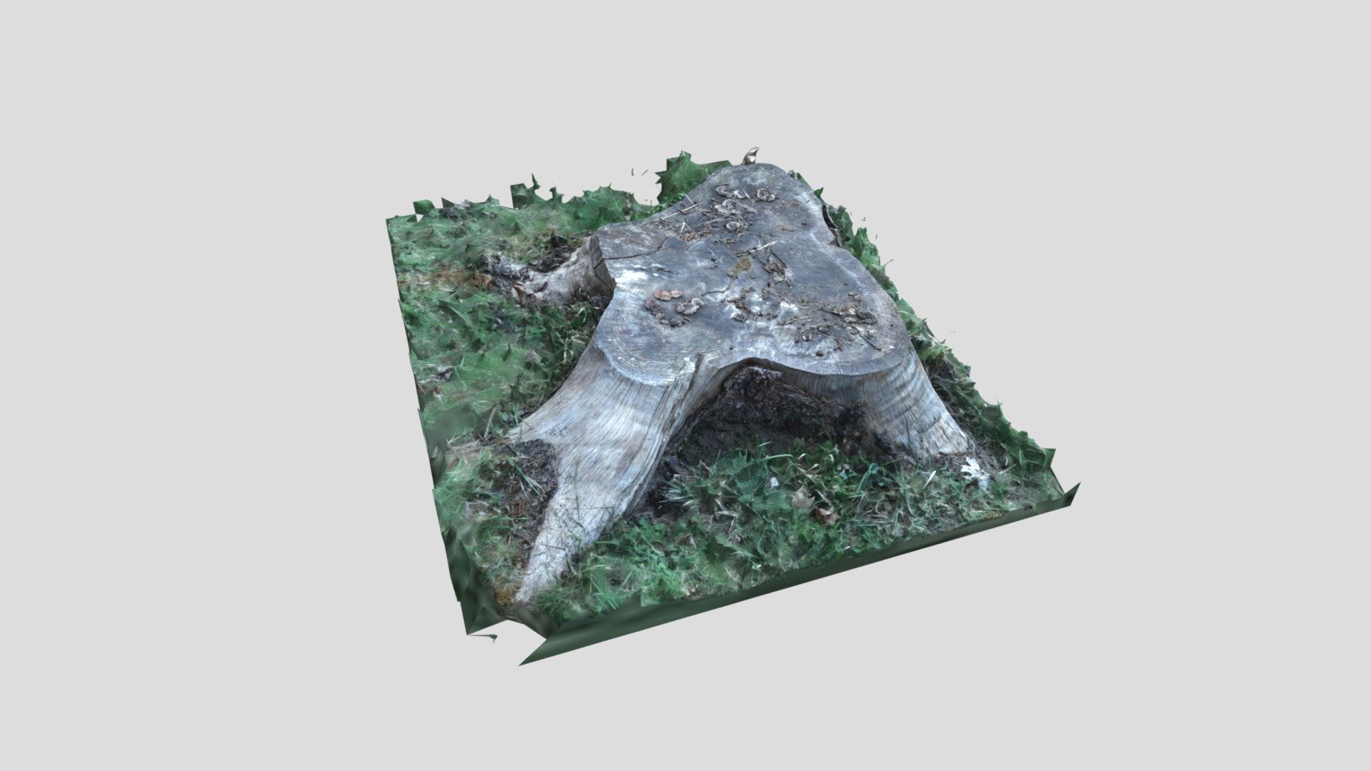 Stump