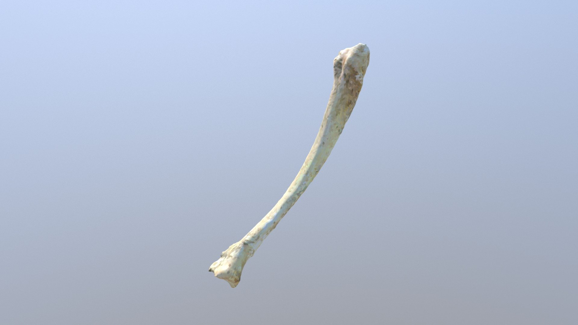 Guinea Pig Right Tibia (VCU_3D_3367) - Download Free 3D model by ...