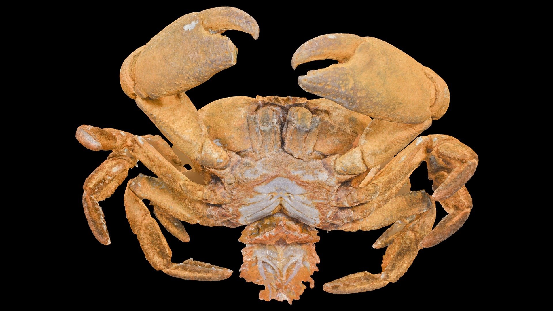 Segozancia sp. Female crab (Crab D)