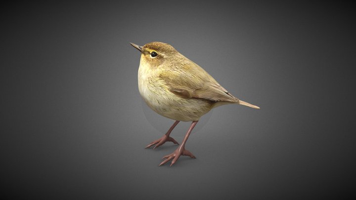 Mosquitero común (Phylloscopus collybita) 3D Model
