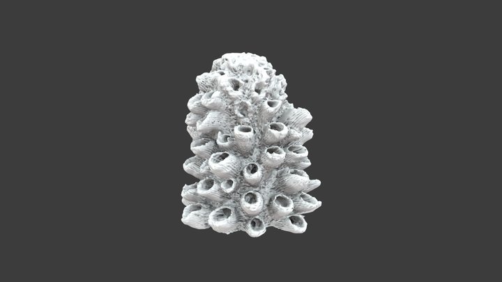 Acropora cervicornis: Detail View – Modello 3D gratuito STL