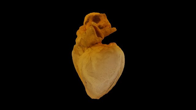 Heart 3D Model