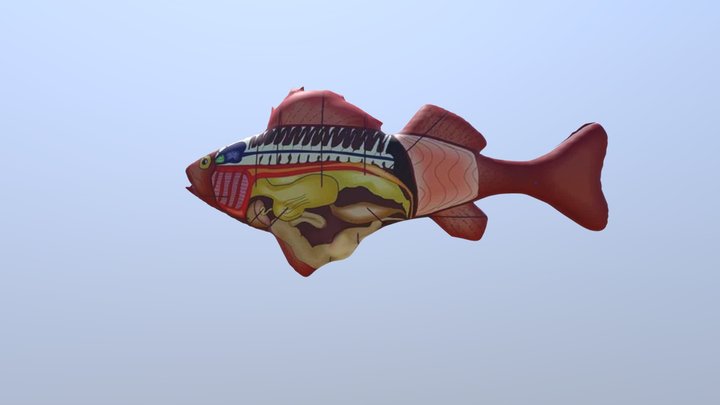 Struktur Ikan 3D Model