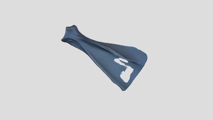 Bubalus bubalis_scapula L 3D Model