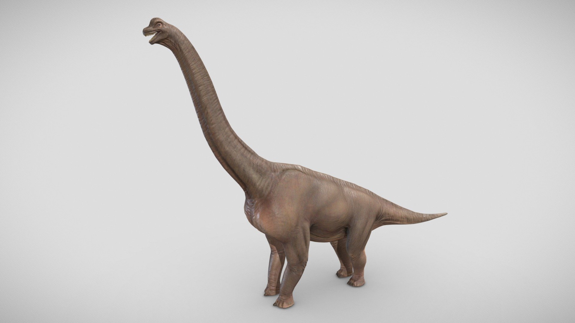 Brachiosaurus - Buy Royalty Free 3D model by Animagamma (@Animagamma)  [ade0c46]