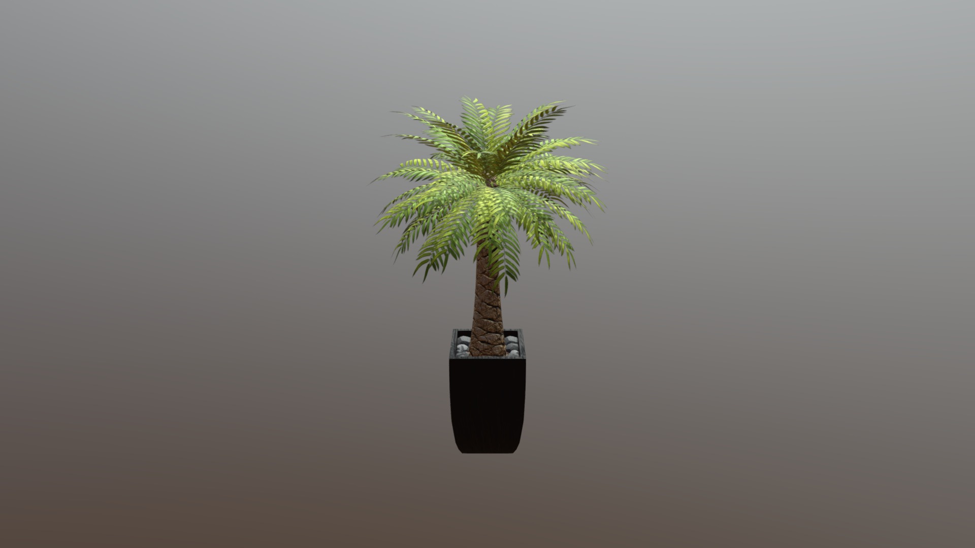 Palm Tree