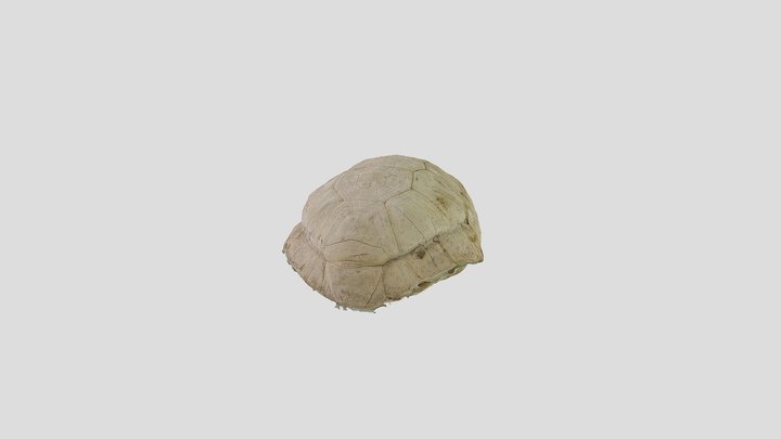 Caparazòn de tortuga patològico 3D Model