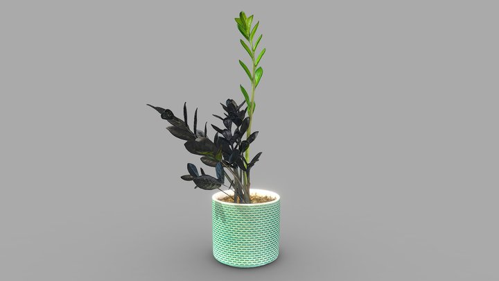 3D Scan of Plant - Zamioculcas Zamiifolia (ZZ) – Modello 3D gratuito STL