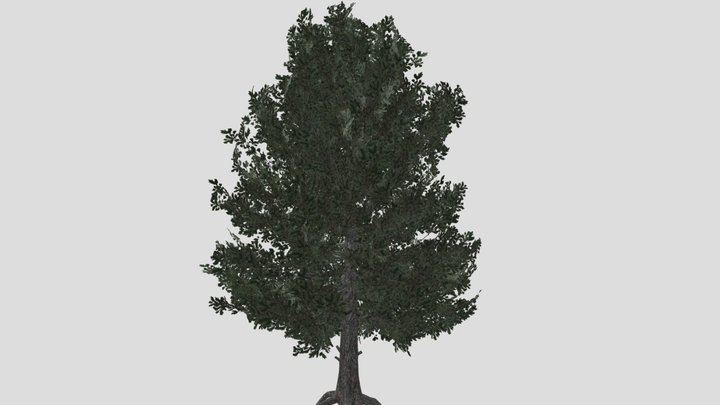 Cedar tree – Modello 3D gratuito STL