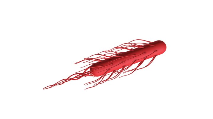 Gram-negative bacilli with flagella 3D Model