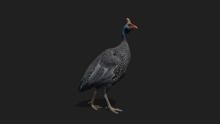Guineafowl (Demo Free Download) – Free 3D Model STL