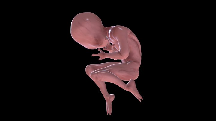 Alien Fetus 3D Model