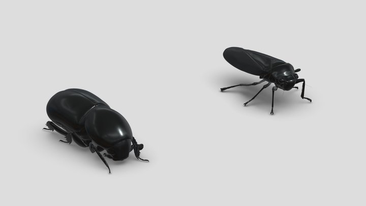 Insects&beetles-pack8
