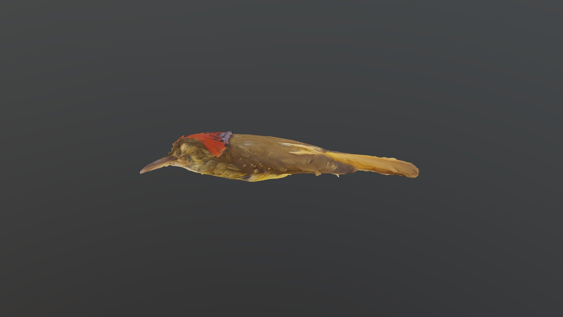 Royal Flycatcher - Onychorhynchus coronatus