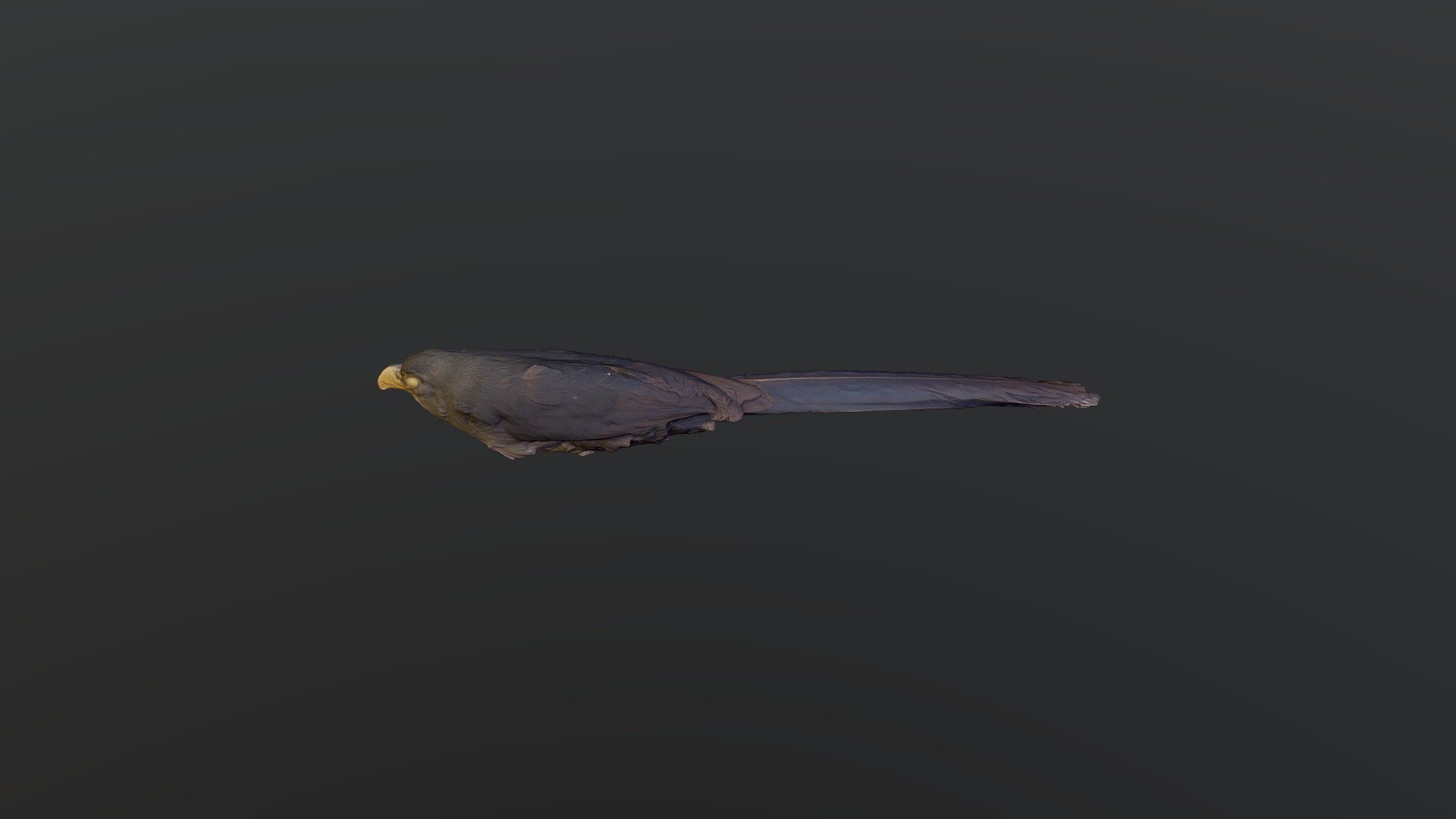 Blue Malkoha - Ceuthmochares aereus