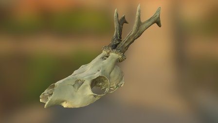 Deer skull 01 3D Model