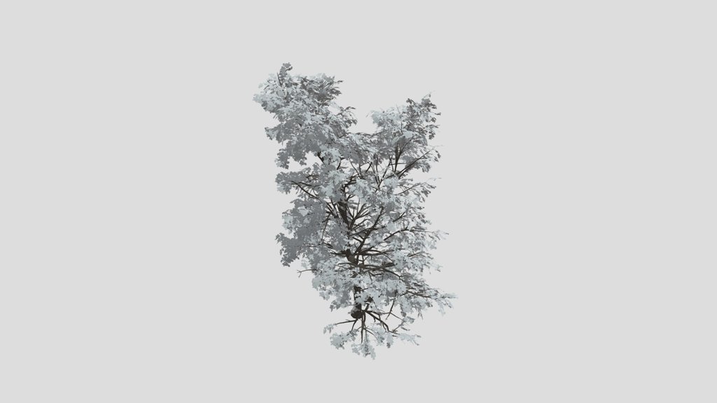 Broadleaf Dense Tree Mature