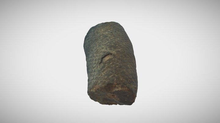 Tree fossil from first lycopsid forest on earth 3D Model