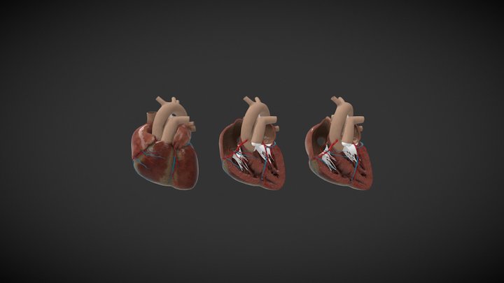 Heart Model 3D Model