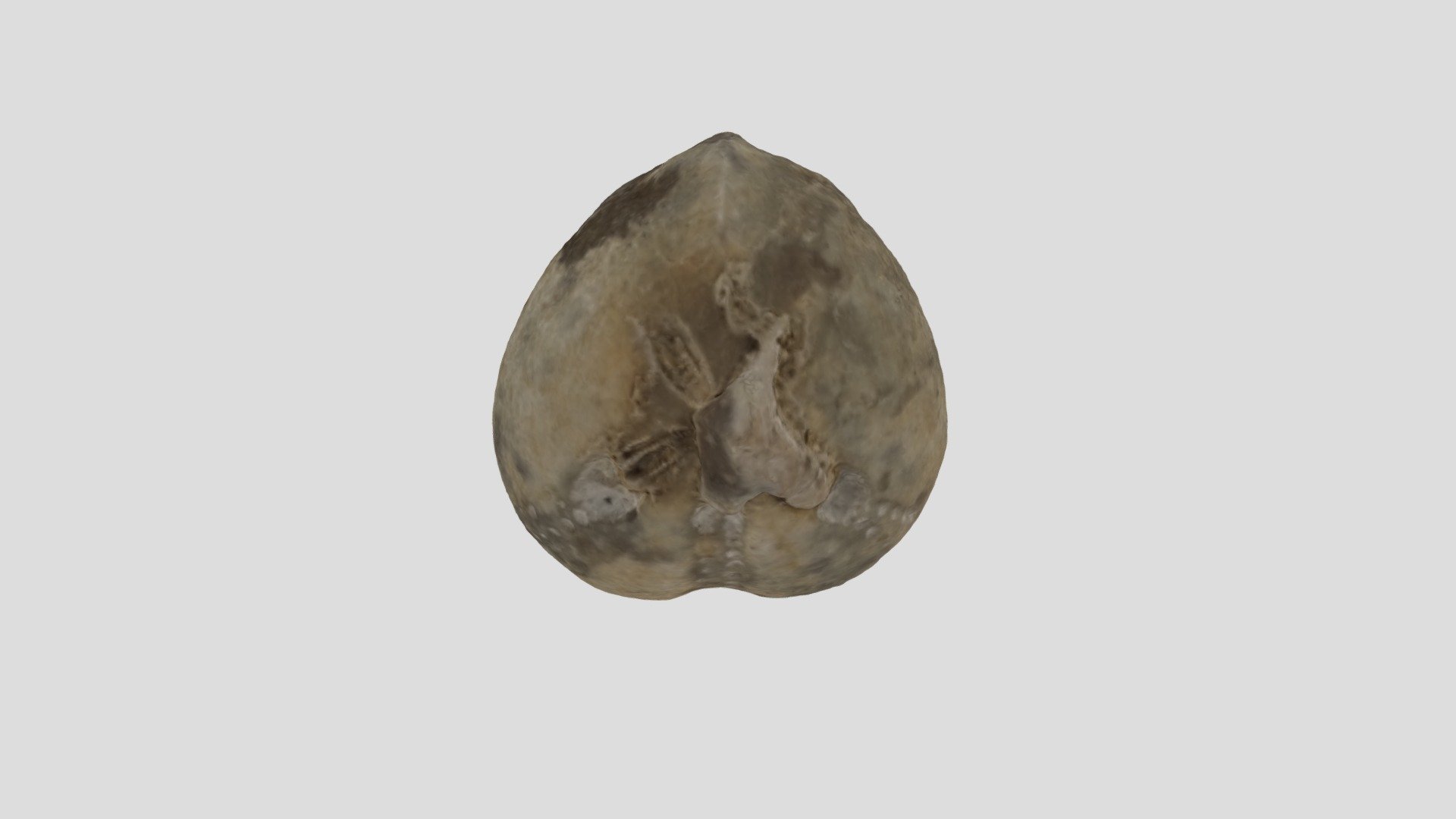 Echinoid