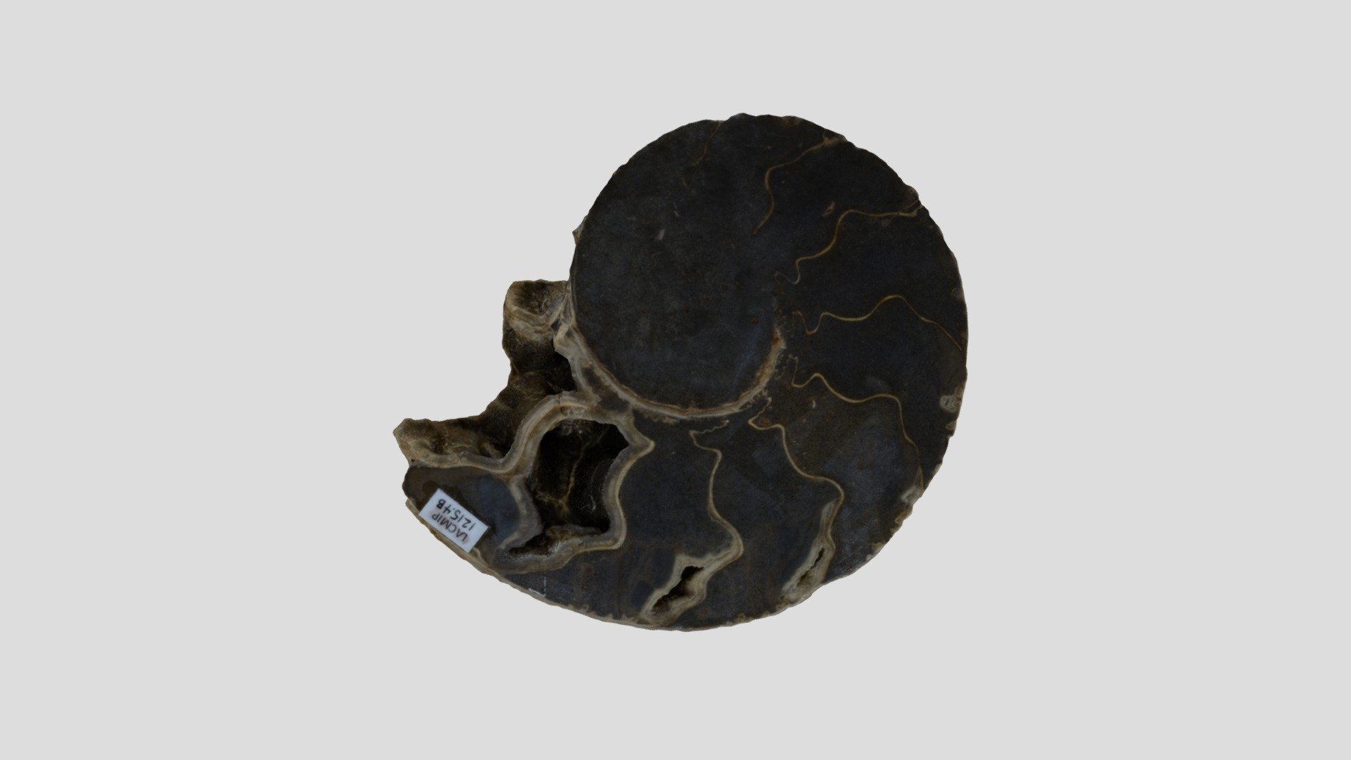 LACMIP 1215.4b Pachydiscus catarinae