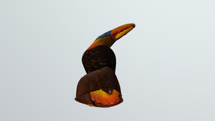 Tucán Ecuador 3D Model