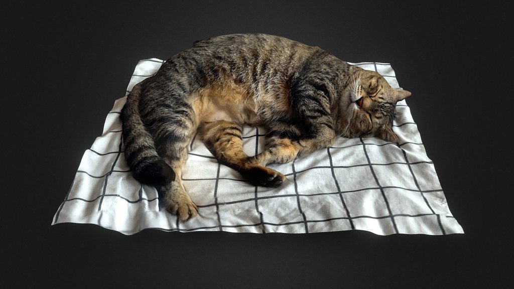 Sleeping Cat On The Bed 1 - 3D scan