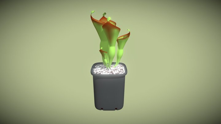 Sun pitchers (Heliamphora) 3D Model