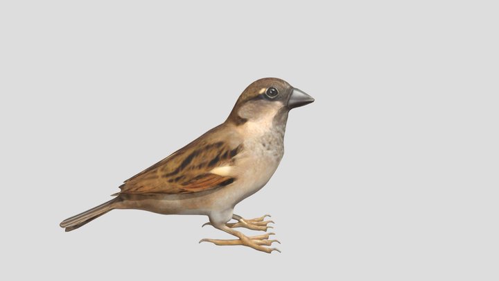Sparrow 3D Model