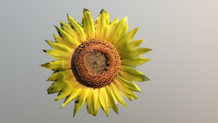 Sunflower Davi 3D Model