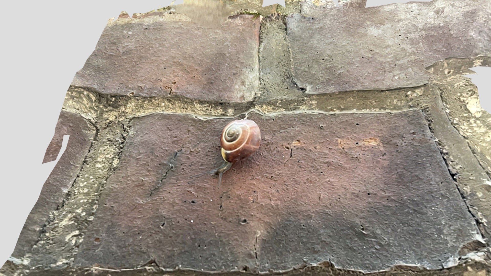 Snail