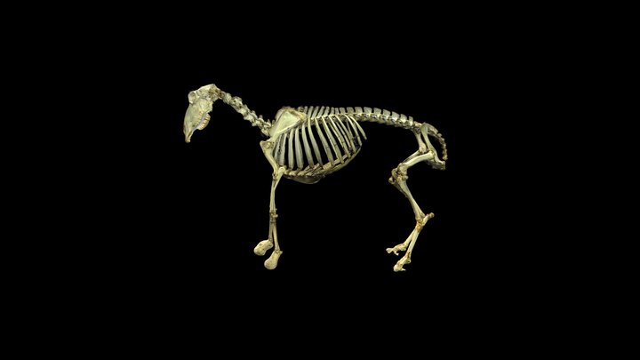 Lamb Skeleton 3D Model