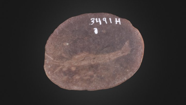 Crustacean: Belotelson magister (PRI 76753) – Gratis 3D-model STL