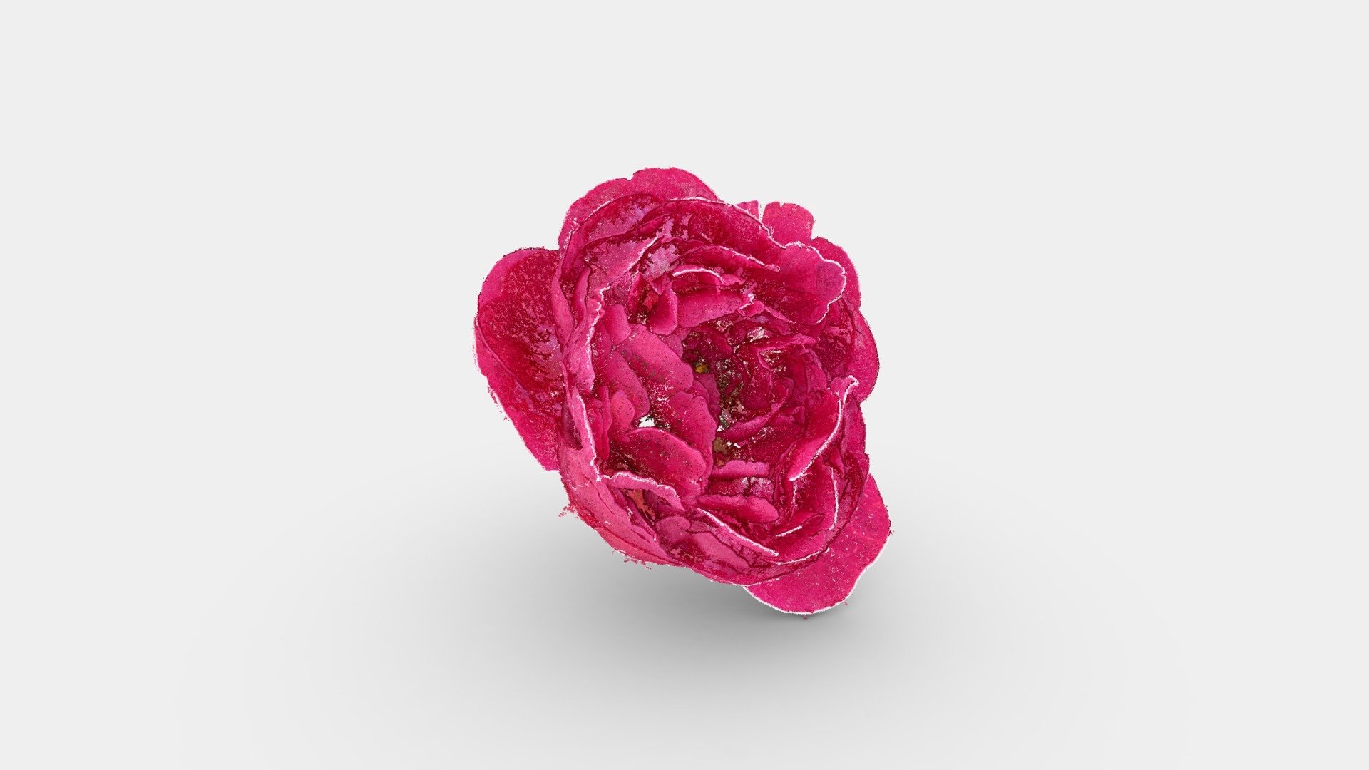Red Peony