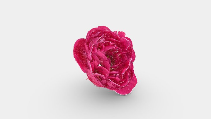Red Peony 3D Model