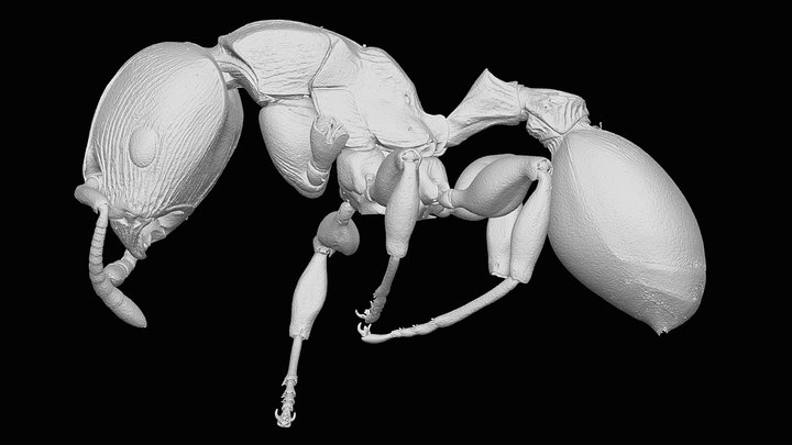 Terataner elegans Bernard, 1953 3D Model
