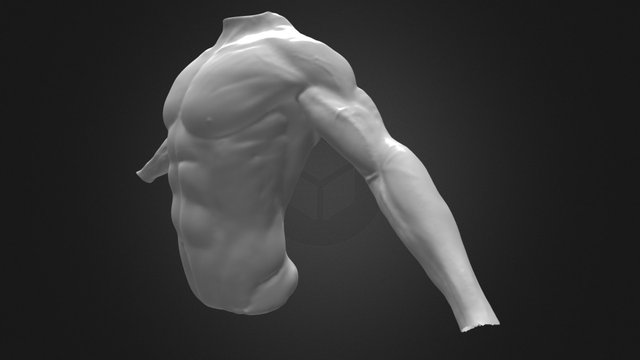 Torso Sculpt w arms 3D Model