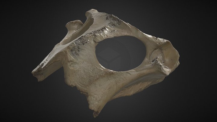 Cow Pelvic Ilium Bone - Scanned Artec Spider 2 3D Model