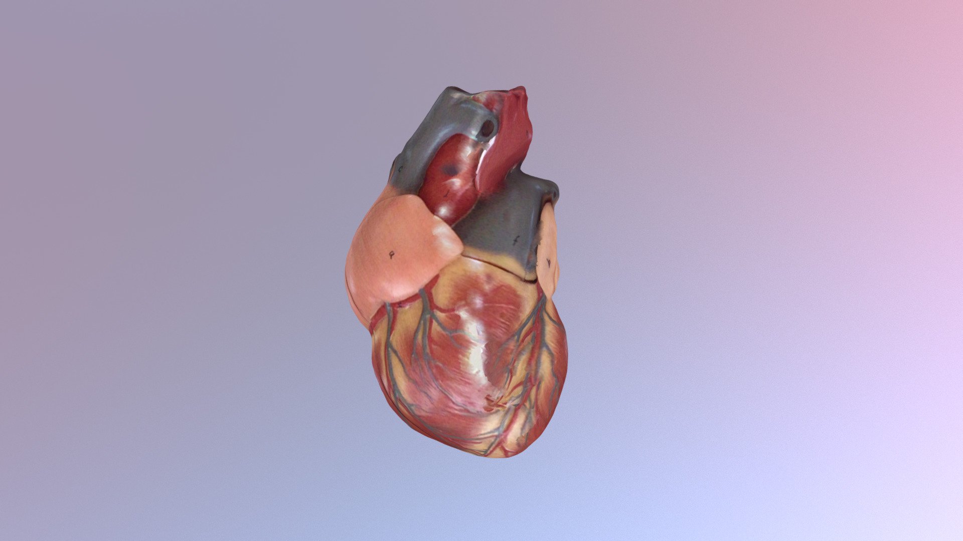 Heart 3D - 3D model by akahl [ae1a458] - Sketchfab