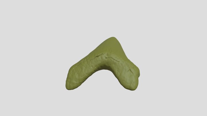 Otodus (=Carcharocles) megalodon tooth 3D Model