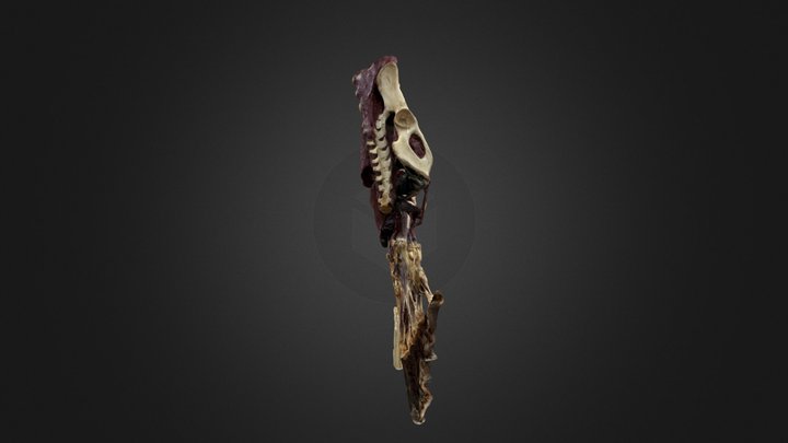 Revised_metascan_20241018-0208_ Sea_otter_MH1506 3D Model