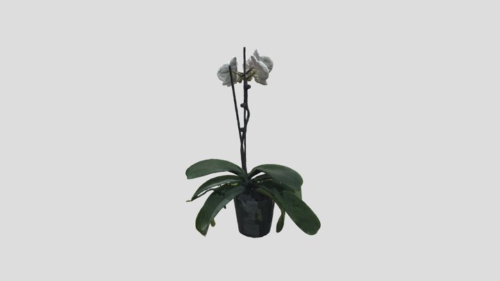 white orchid 3D Model