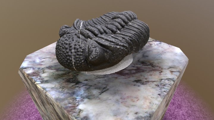 Trilobite Fossile 3D Model