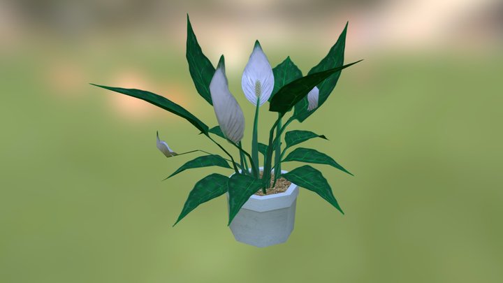 Japanese peacelily 3D Model