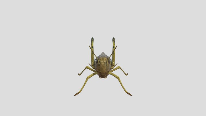 your grasshoppers in your garden 3D Model