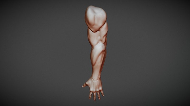Arms 3D Model