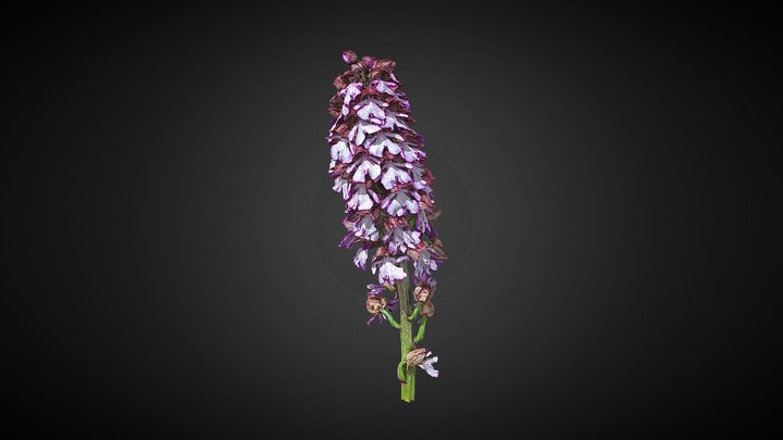 Orchis purpurea 3D Model